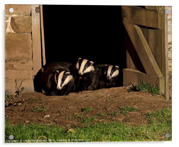 Badgers in an old barn Acrylic by Louise Heusinkveld