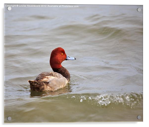 Redhead Duck Acrylic by Louise Heusinkveld