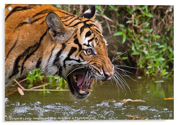 Angry Tiger Acrylic by Louise Heusinkveld