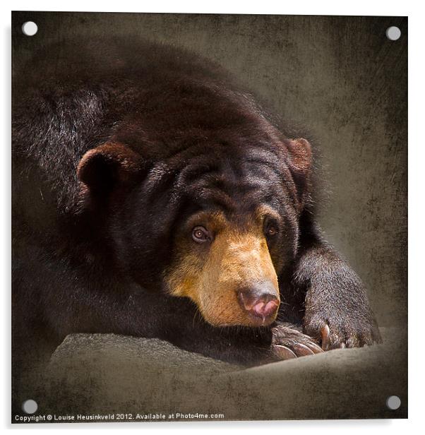 Sad Sun Bear Acrylic by Louise Heusinkveld