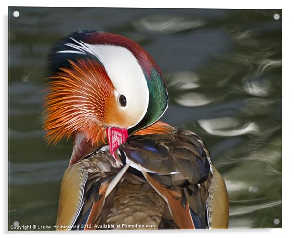 Mandarin Duck Acrylic by Louise Heusinkveld