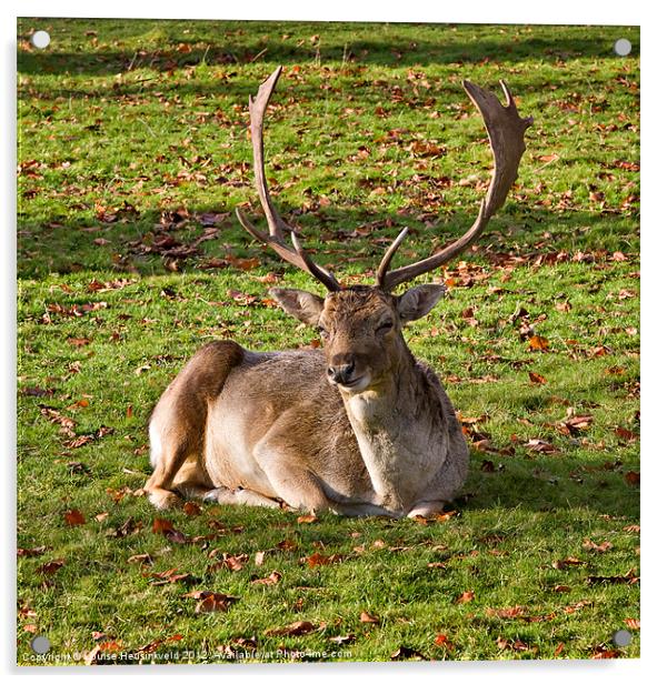 Fallow Deer Acrylic by Louise Heusinkveld