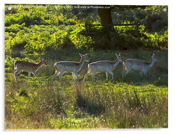 Fallow deer does and fawns at sunrise Acrylic by Louise Heusinkveld