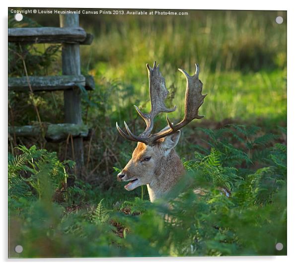 Fallow deer buck in rutting season Acrylic by Louise Heusinkveld