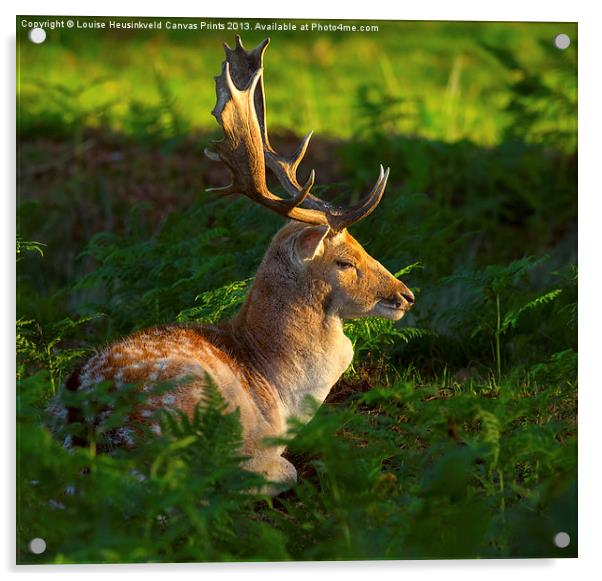 Fallow deer buck at sunrise Acrylic by Louise Heusinkveld