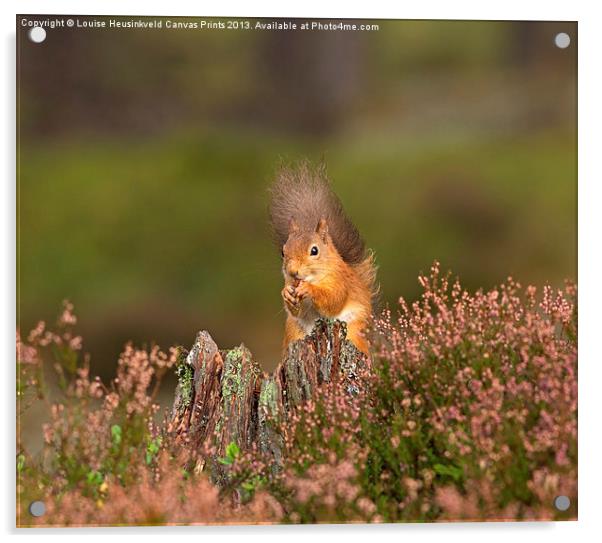 Red Squirrel in Autumn Acrylic by Louise Heusinkveld