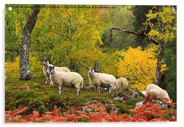Sheep Grazing in Glen Strathfarrar, Scotland Acrylic by Louise Heusinkveld
