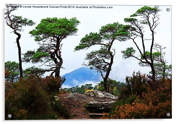 Twisted Pines in Glen Affric Acrylic by Louise Heusinkveld
