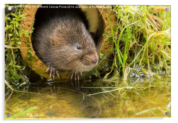 European water vole, Arvicola amphibius Acrylic by Louise Heusinkveld