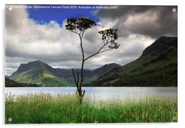 Lone tree, Fleetwith Pike and Haystacks from Butte Acrylic by Louise Heusinkveld