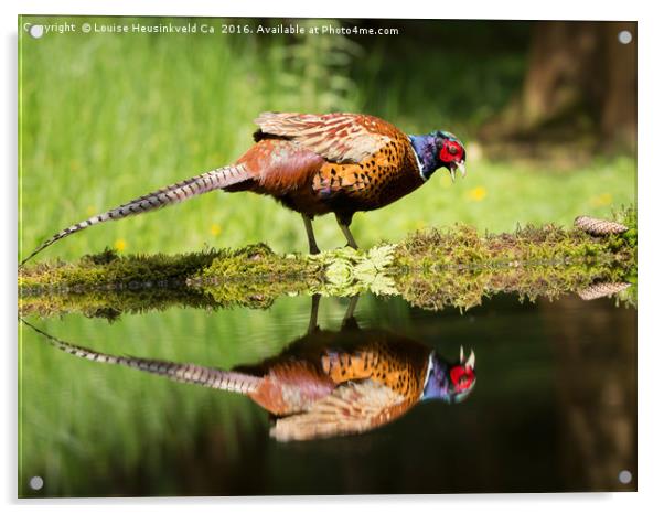 Common pheasant, Phasianus colchicus Acrylic by Louise Heusinkveld