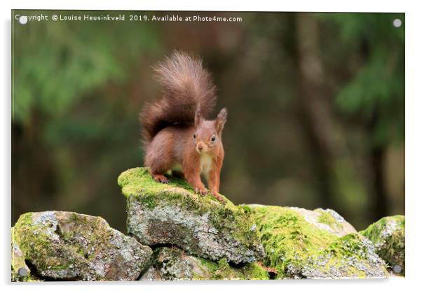 red squirrel, Sciurus vulgaris, looking alert Acrylic by Louise Heusinkveld