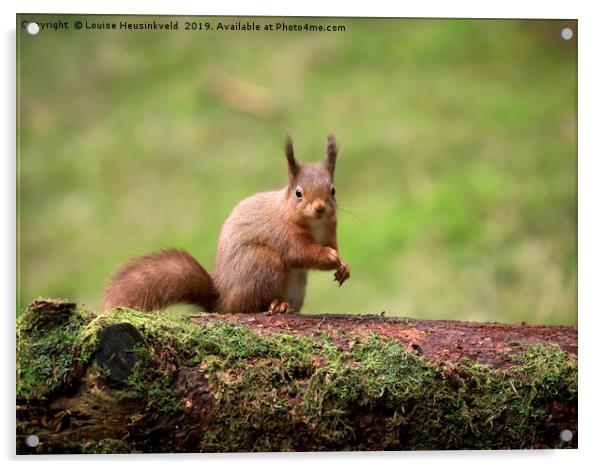 Alert Red squirrel; Sciurus vulgaris; Acrylic by Louise Heusinkveld