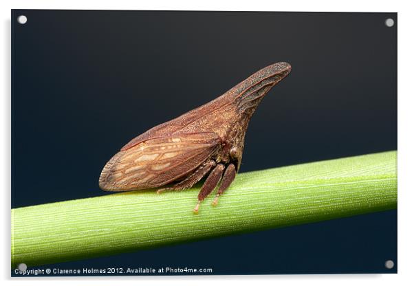 Widefooted Treehopper II Acrylic by Clarence Holmes