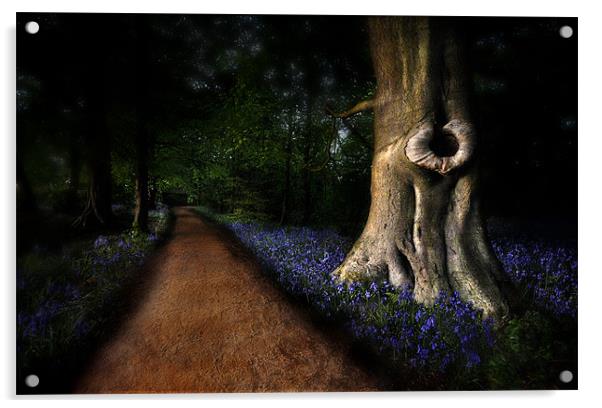 Bluebell path Acrylic by Robert Fielding