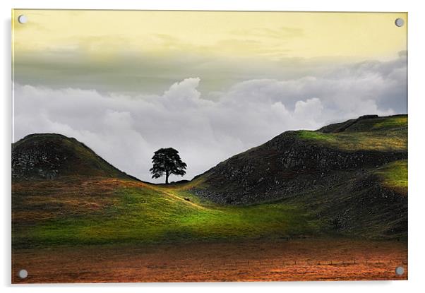 Dawn at sycamore gap Acrylic by Robert Fielding