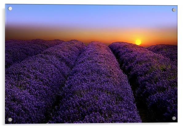 Lavender sunset Acrylic by Robert Fielding