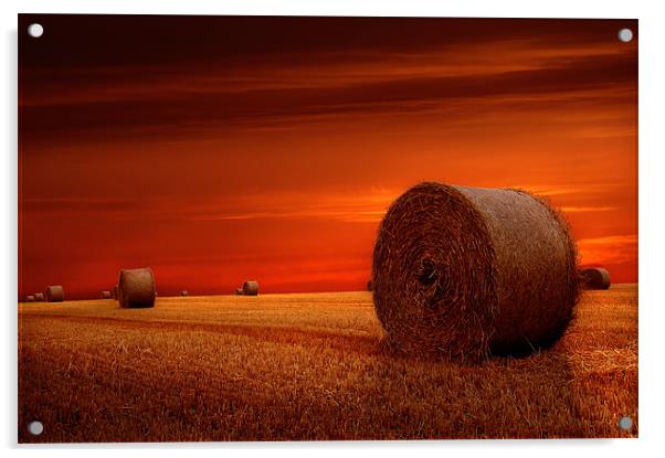 Crimson harvest Acrylic by Robert Fielding