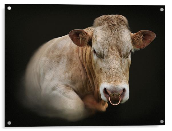 Portriat of a bull Acrylic by Robert Fielding