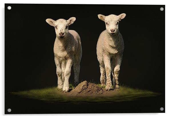 spring time lambs Acrylic by Robert Fielding