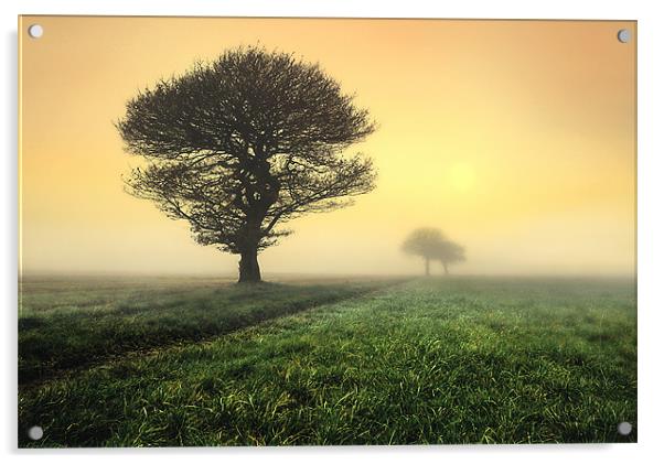 trees in the morning sunrise Acrylic by Robert Fielding