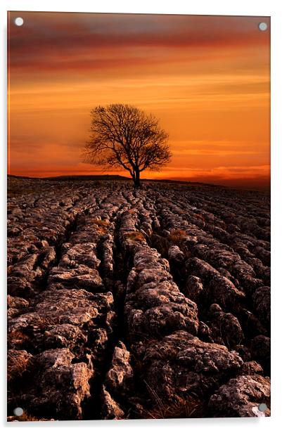 Malham tree sunrise Acrylic by Robert Fielding