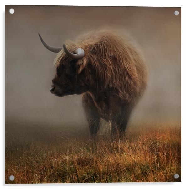 West highland cow Acrylic by Robert Fielding