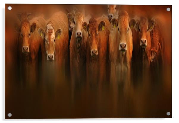 curious cows Acrylic by Robert Fielding