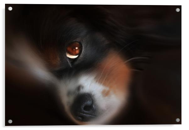 King Charles puppy Acrylic by Robert Fielding