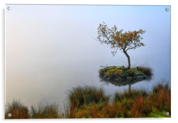 Rydal tree Acrylic by Robert Fielding