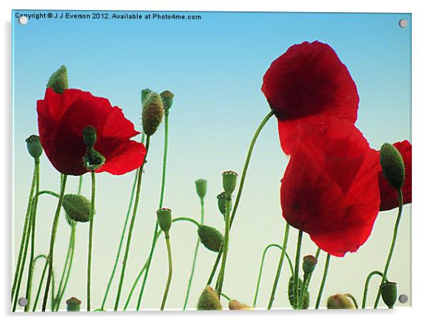 Poppy Power Acrylic by J J Everson