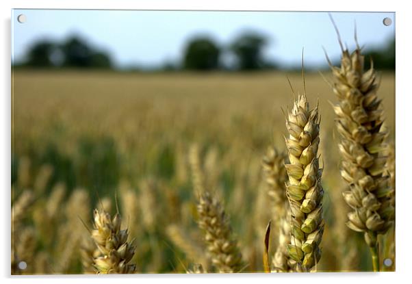Corn field Acrylic by John Boekee