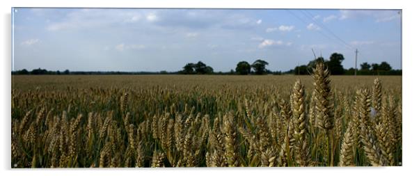 Corn field 3 Acrylic by John Boekee