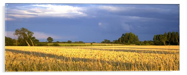 Corn field 4 Acrylic by John Boekee