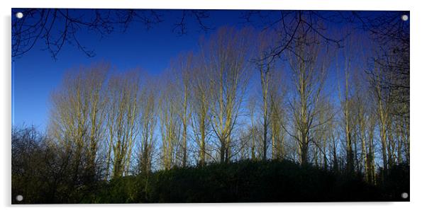 Woodland in Norfolk with Blue Sky Acrylic by John Boekee