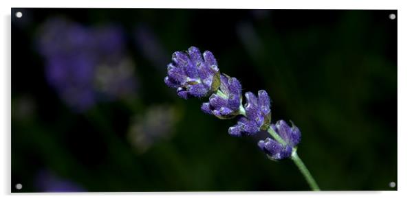 lavender Acrylic by John Boekee