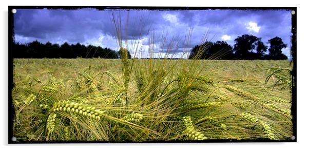 Field at Hingham Acrylic by John Boekee