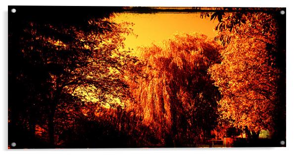 Sepia willow with a golden tint Acrylic by John Boekee
