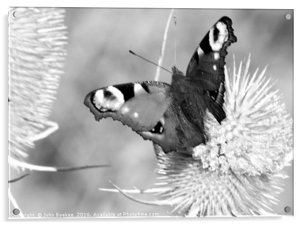 Peacock butterfly in black-and-white Acrylic by John Boekee