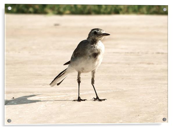 Hungry Pied Wagtail Acrylic by LucyBen Lloyd