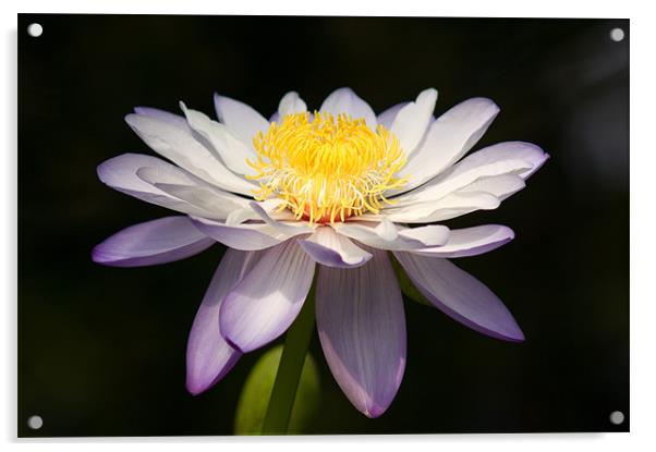 Water Lily Acrylic by Barry Maytum