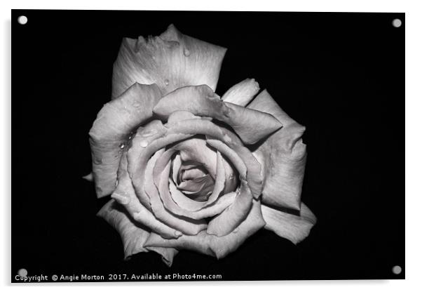 Rose in Monochrome Acrylic by Angie Morton