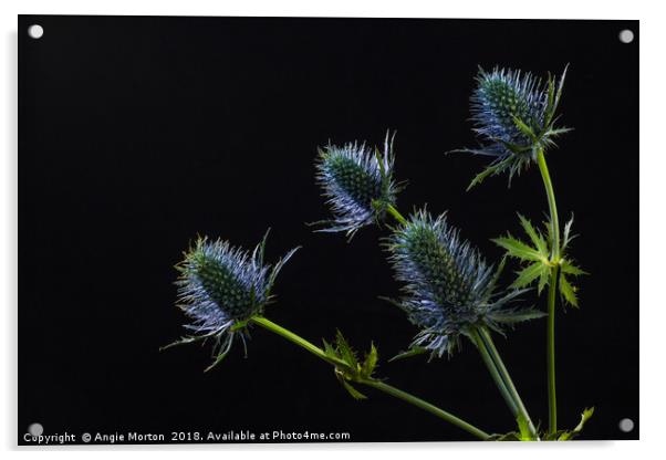 Sea Holly Back Lit Acrylic by Angie Morton