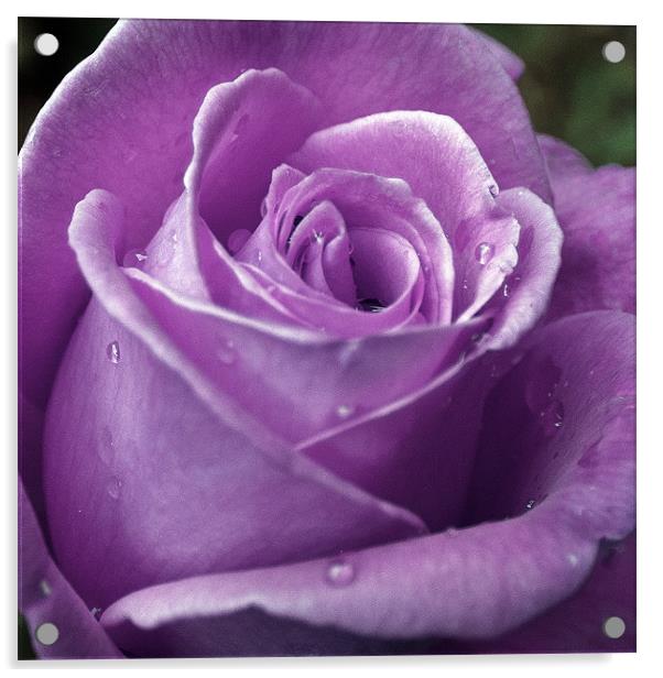 Purple Rose Acrylic by Mark Battista