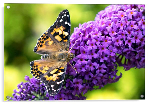 Painted Lady, Butterfly on Buddleia Acrylic by Mark Battista