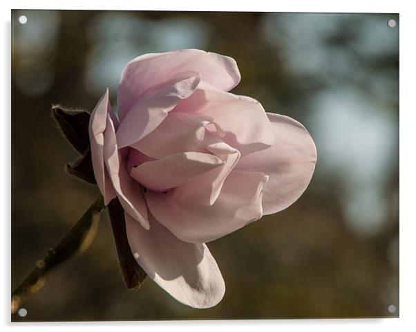 Pink magnolia bloom in spring Acrylic by Jackie McKeever