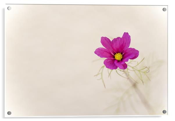 pink cornflower Acrylic by Linda Somers