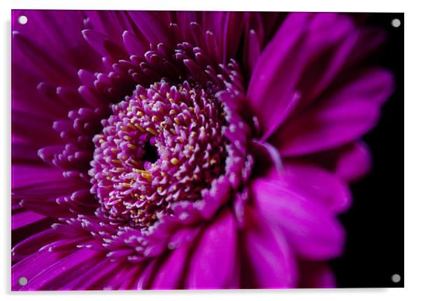 Pink Gerbera Acrylic by Linda Somers