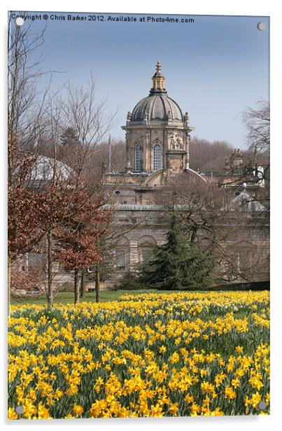 Dafodils at Castle Howard Acrylic by Chris Barker