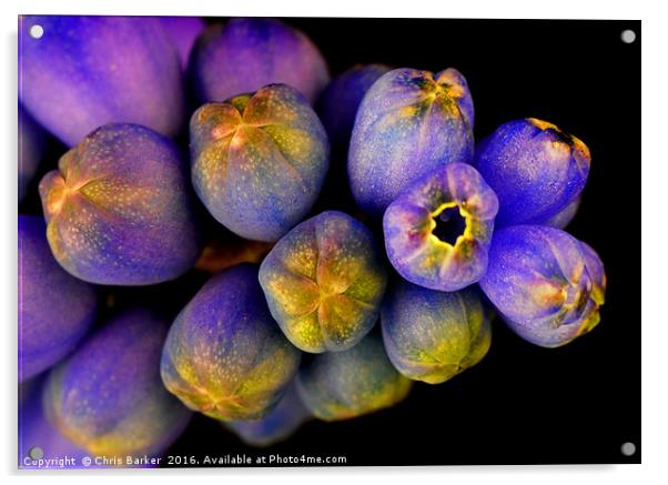 Macro of Grape Hyacinth, armeniacum muscari. Acrylic by Chris Barker
